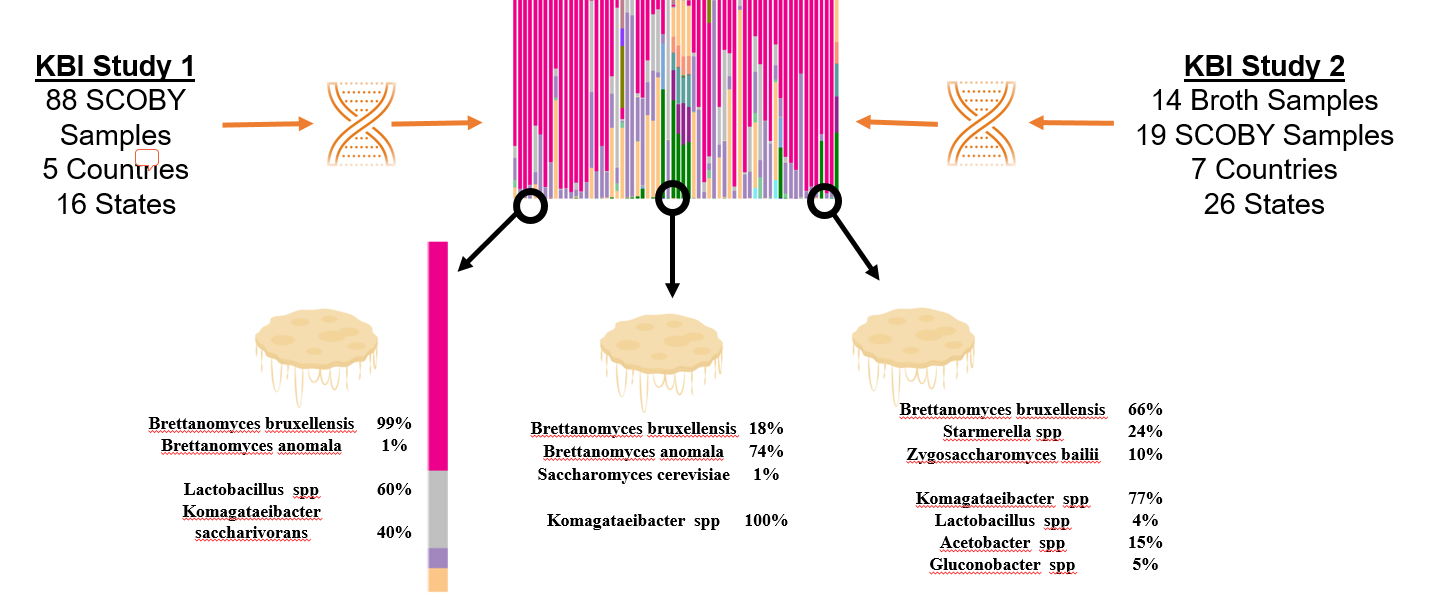 results of DNA sequencing of SCOBYs